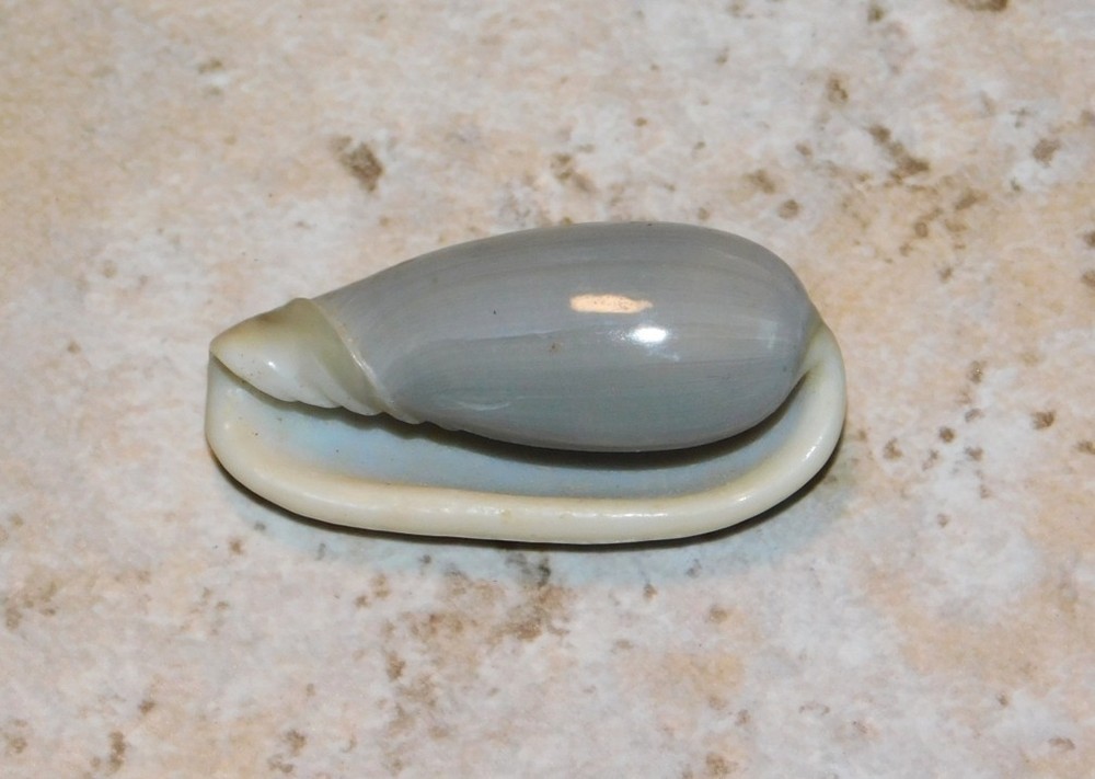 Cryptospira dactylus Marginella Shell