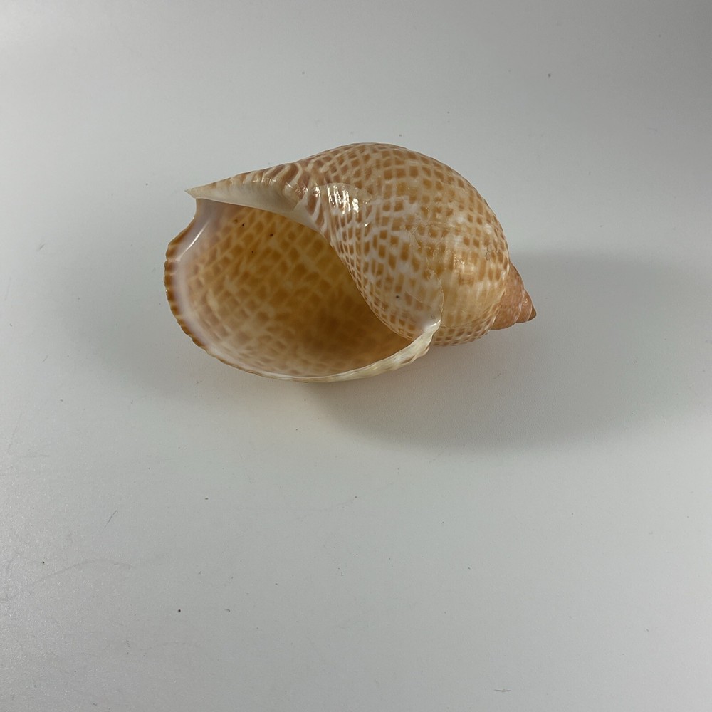 Tonna perdix Pacific Partridge Tun 82mm shell