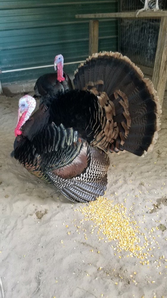 Osceola Turkey Hatching Eggs (One Dozen)