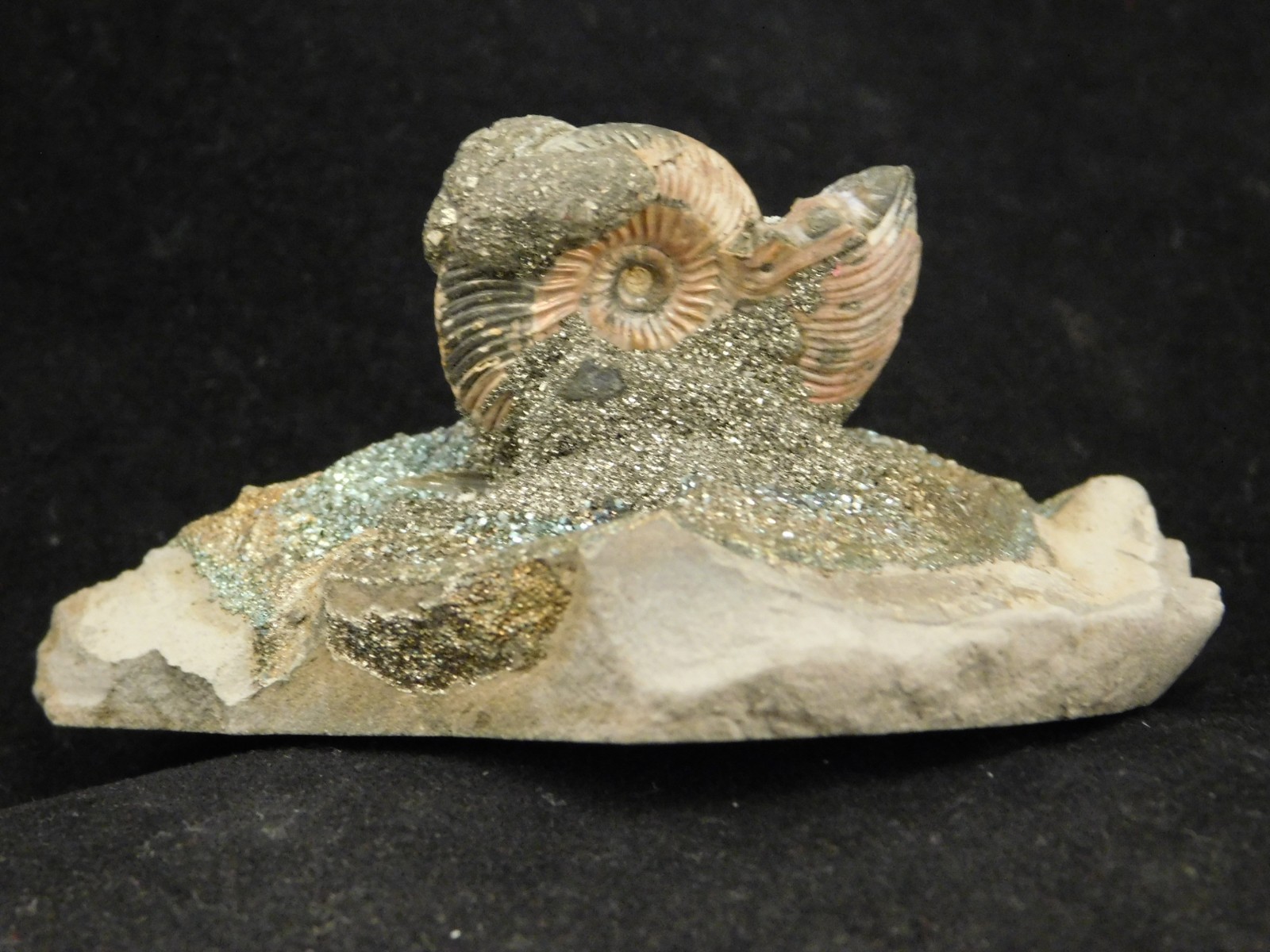 IRIDESCENT AMMONITE Fossil on Rainbow PYRITE! Volga River Saratov Russia 68.8gr