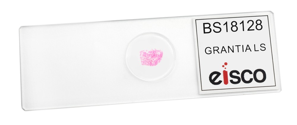 25PK Grantia, Prepared Microscope Slides, 75x25mm - Eisco Labs