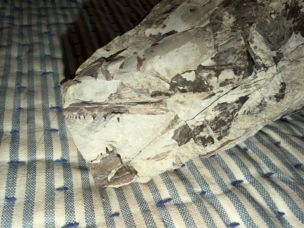 Fossilized Fish Skull With Teeth