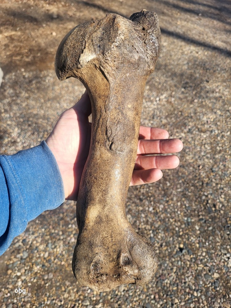 Historic Bison Humerus Bone not a fossil
