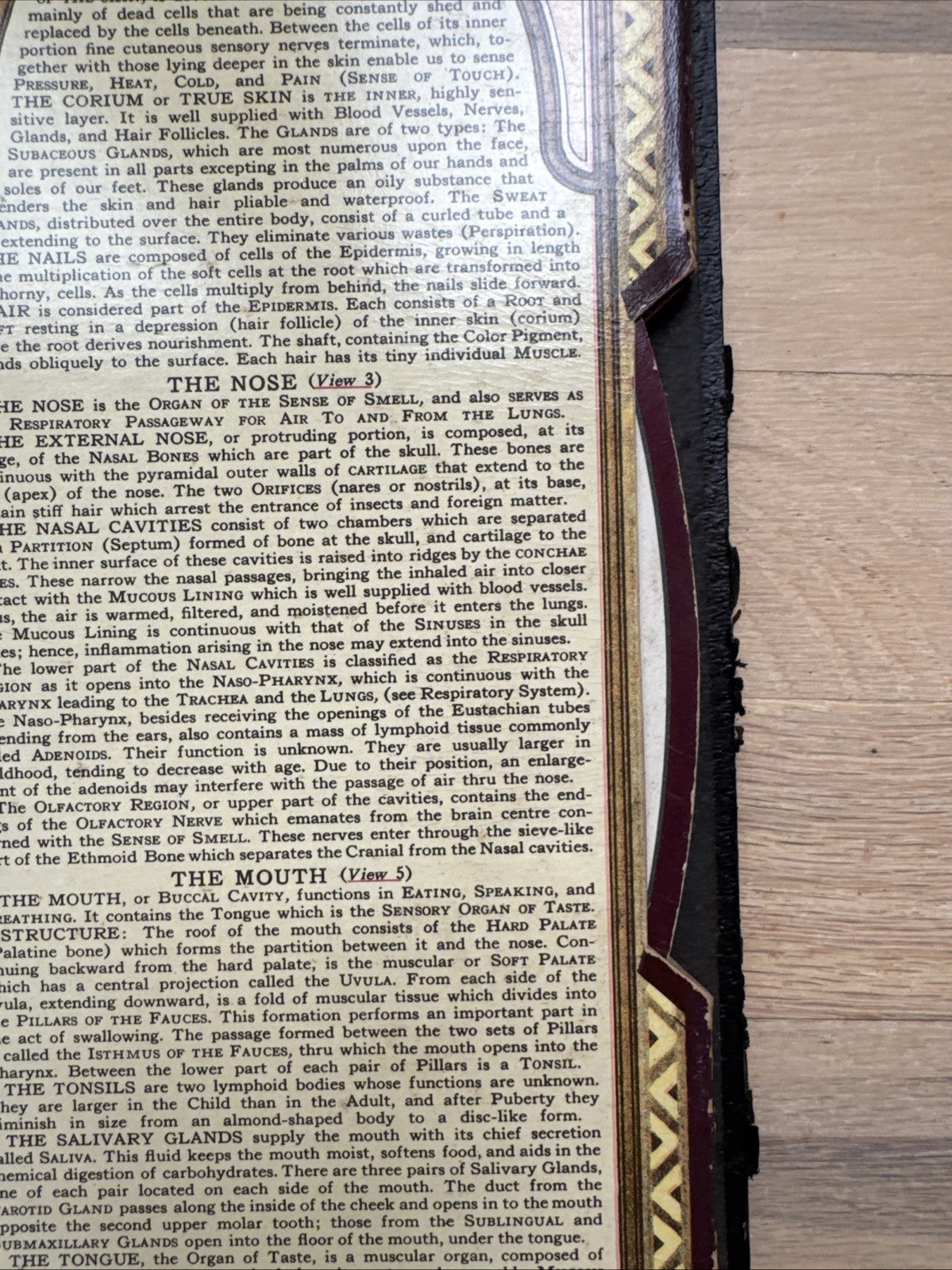 Bodyscope by Ralph H. Segal Human Anatomy Medical Chart and Case 1948 Flaws