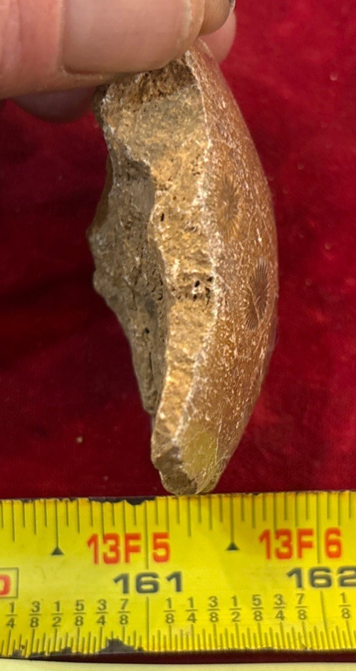 Petrified Coral End Polished