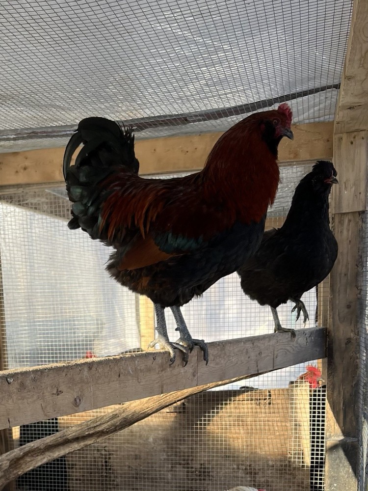 6+2 Rainbow Hatching Eggs Easter Egger Olive Egger Ameraucana Marans Priority S