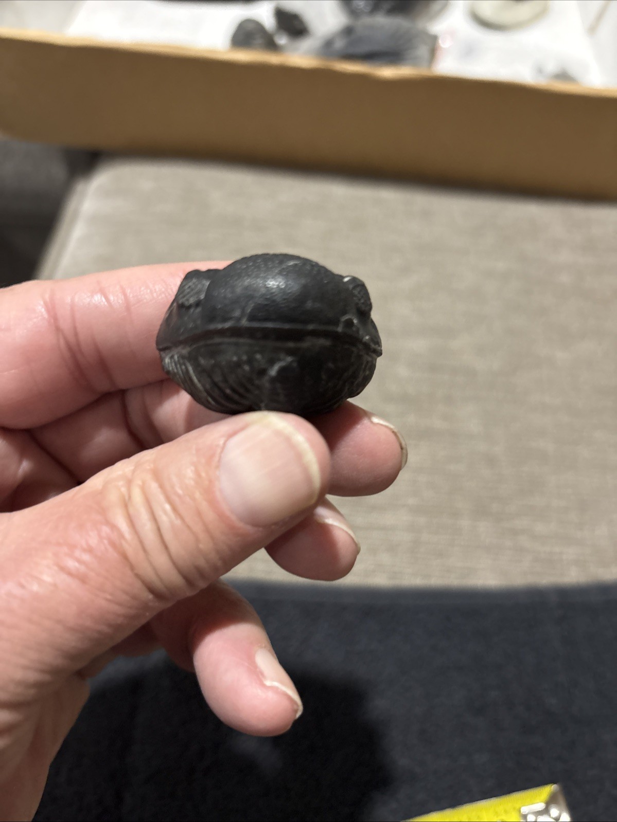 Rolled Pedinopariops 1 3/4 Inches Diameter Pretty Nice Not Perfect