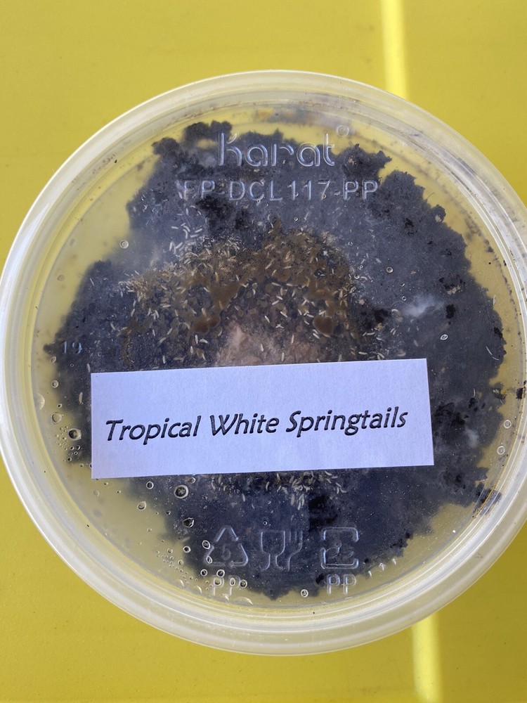 1000+ Tropical Springtails