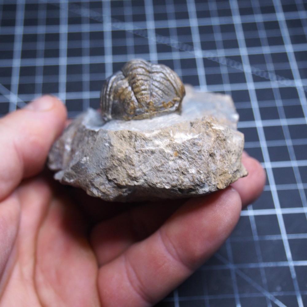 Morocops Trilobite Devonian Trilobiten Arthropods