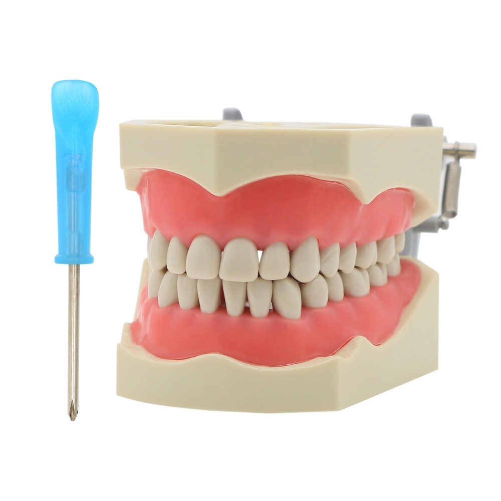 US Columbia Dentoform 860 Type Dental Typodont Model 32pcs Removable Teeth Model
