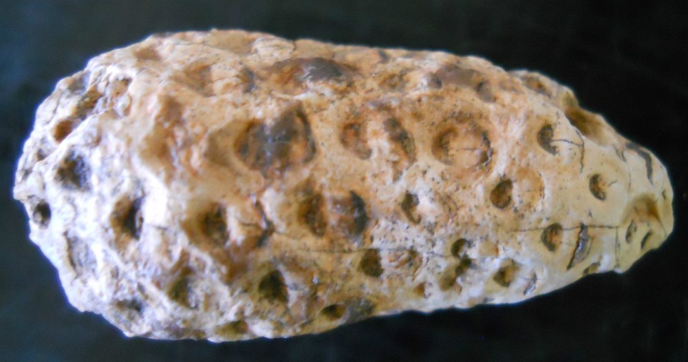 FOSSILIZED PINE CONE AGATE AGATIZED FOSSIL SPECIMEN MORROCAN 5153