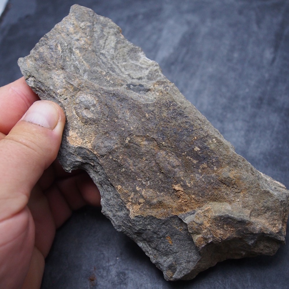 Edrioasteroid Protaster sp. Echinoderms Ordovician Fossil Fossilien