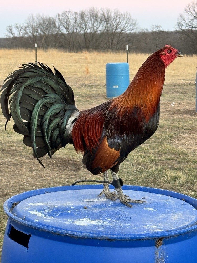 12+ Chicken Hatching Eggs