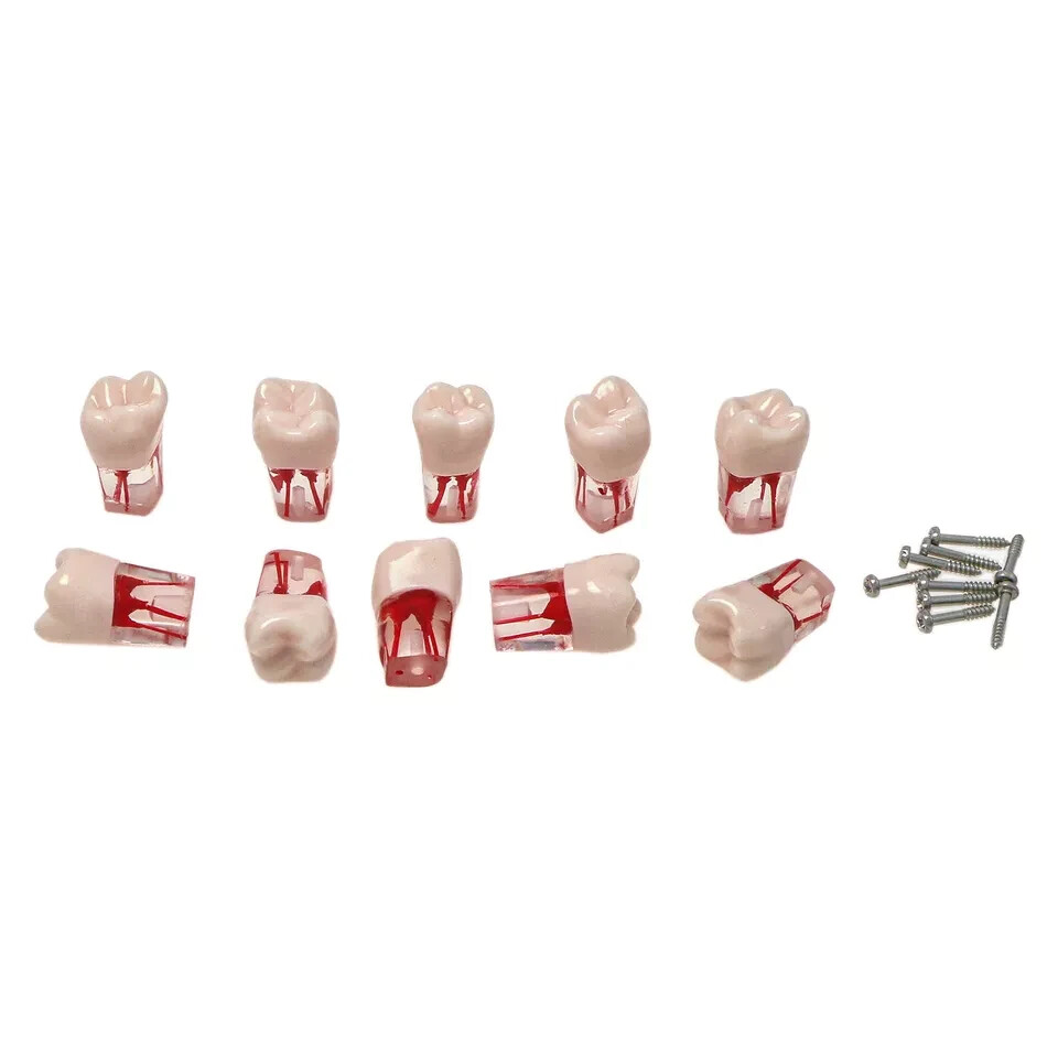 10Pcs Dental Root Canal Practice Teeth Model for Pulp Study RCT Endo File 16#