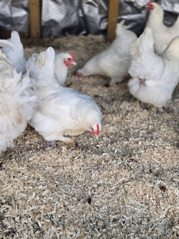 White Langshan Hatching Eggs 12 Plus 2 Extra