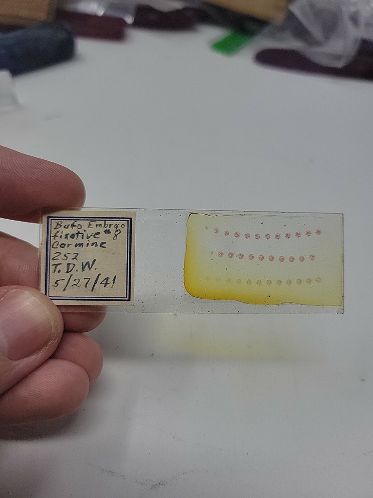 Vintage Microscope Slide 1941