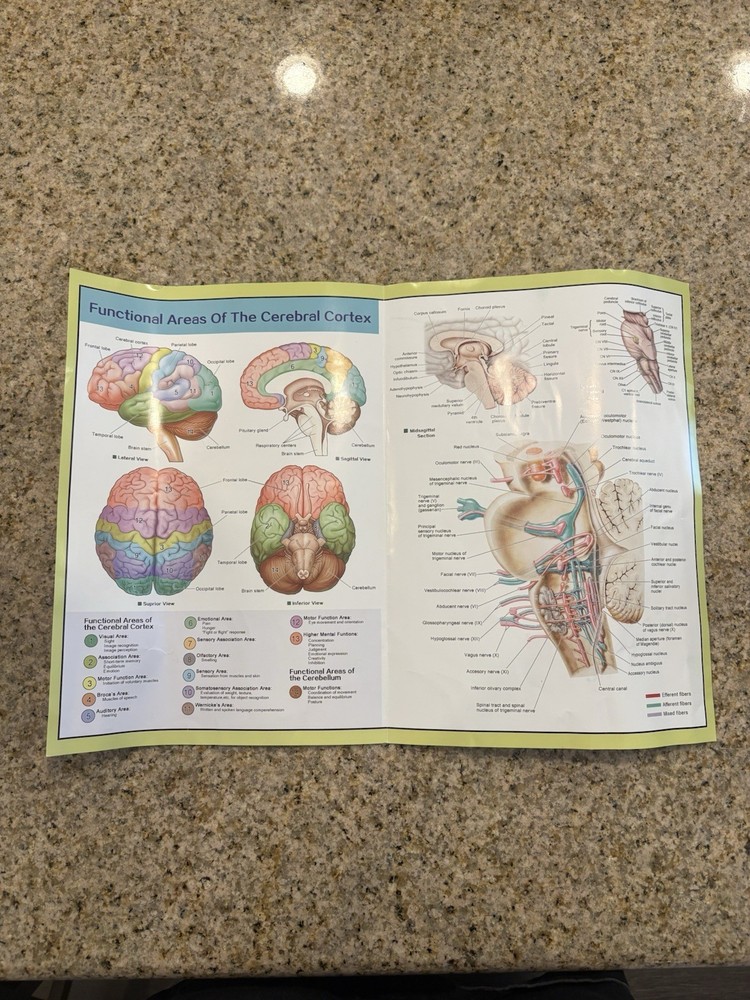 Human Brain Anatomy Model 4-Part Color-Coded w/ Stand & Chart – Educational