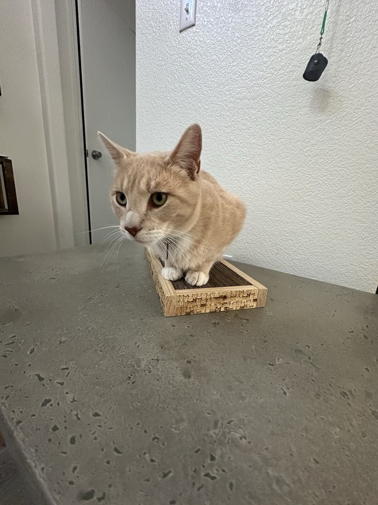 Refillable cat scratcher - engraved wood frame - cat scratching post -Handmade