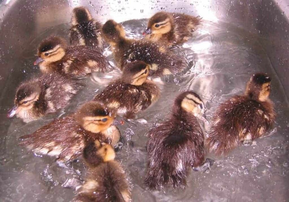 1 Regular SPLIT TO WHITE SINGLES Exotic Mandarin Duck Hatching Eggs PRESALE