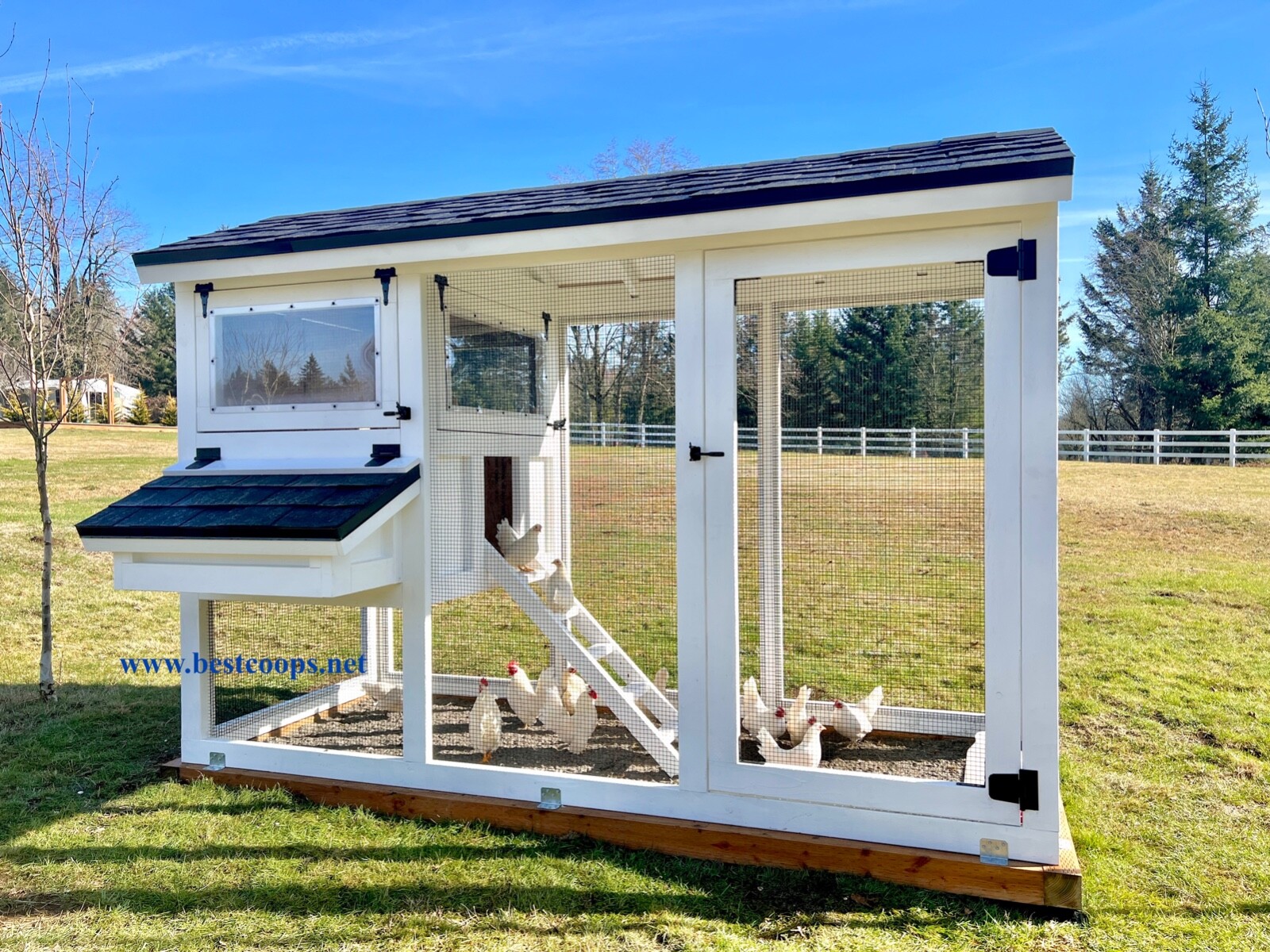 12+ Fertile Show Quality Serama Chicken Hatching Eggs