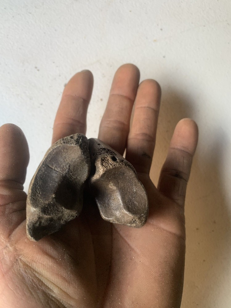Fossilized Bison Bones