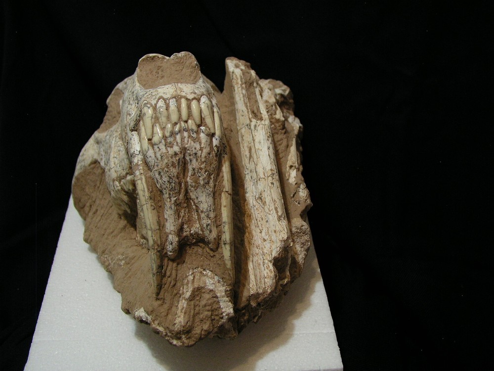 Authentic Saber-Tooth skull matrix