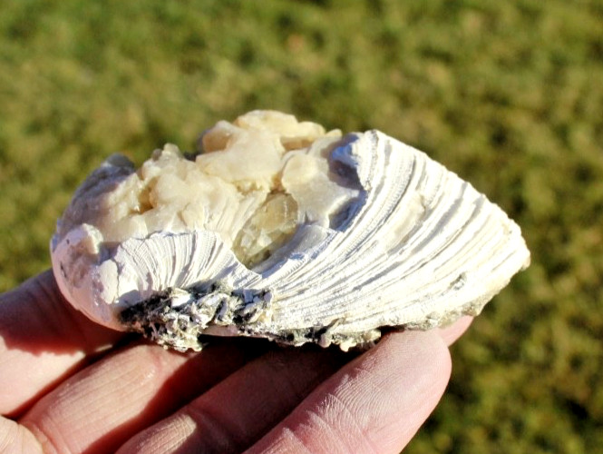 Fluorescent Fossil Crystal Clam from Ruck's Pit, Florida • Mercanaria permanga