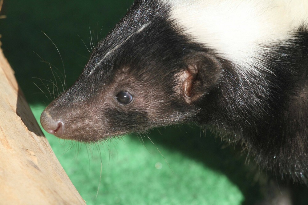 Skunk Taxidermy Reference Photo Cd