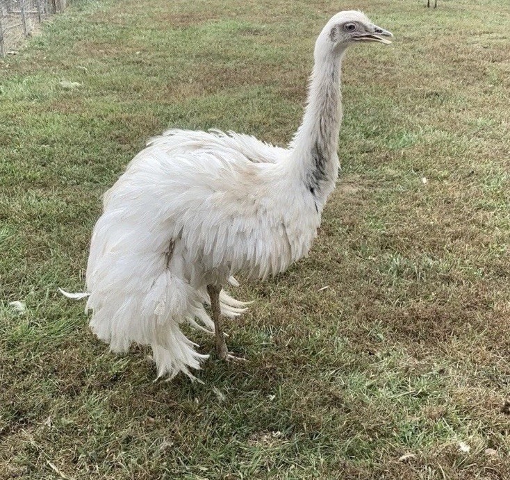 *4* White Rhea Hatching Egg’s LAYING NOW 🚨🐣
