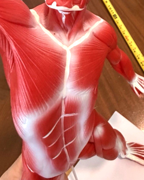 Human Muscular structure Anatomy System Model with base