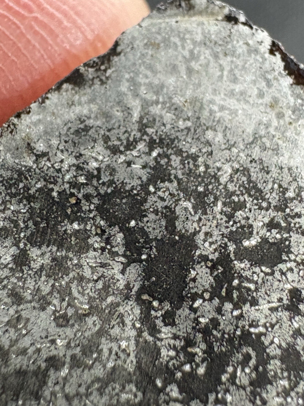 8.0g NWA 17095 IAB-sLH iron meteorite full slice- rare subtype weird features!