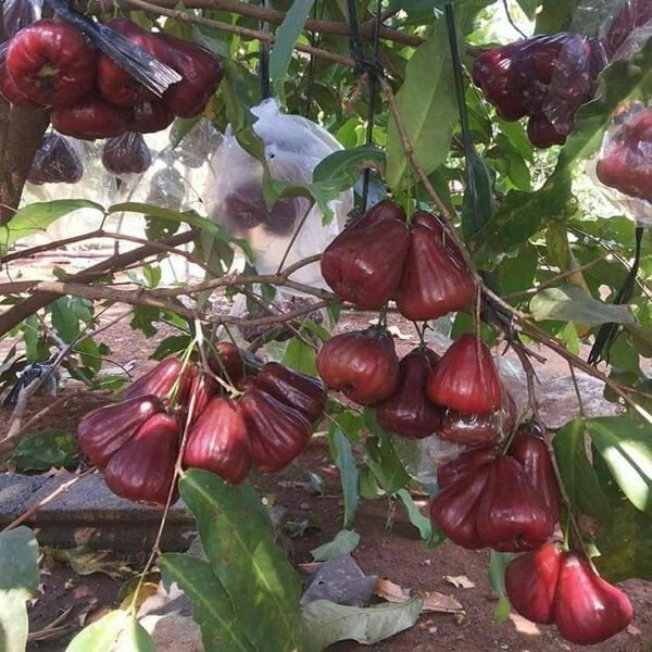 Grafted Dalhari Water Guava