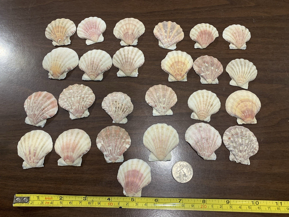 25 Medium Size Various colored Scallop Sea Shells most 2 in