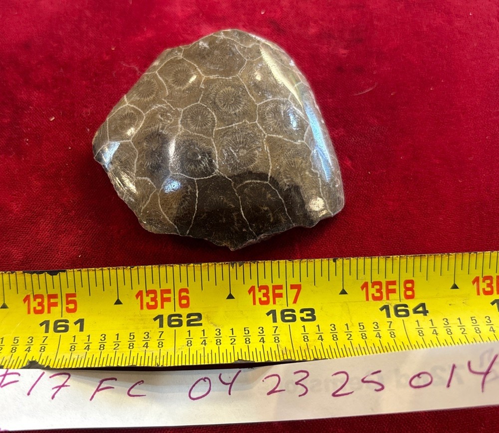 Petrified Coral End Polished