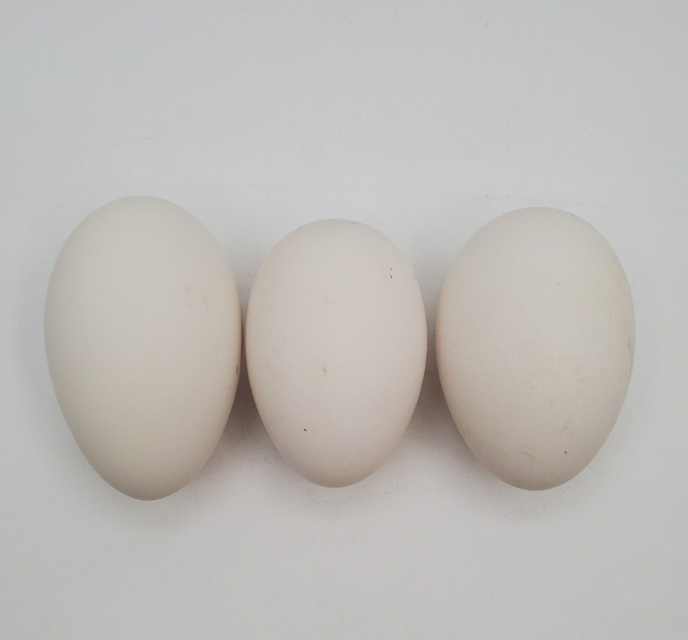 3 + African Goose Hatching Eggs Fertile Louisiana Farm Fresh MULTIPLES AVAILABLE