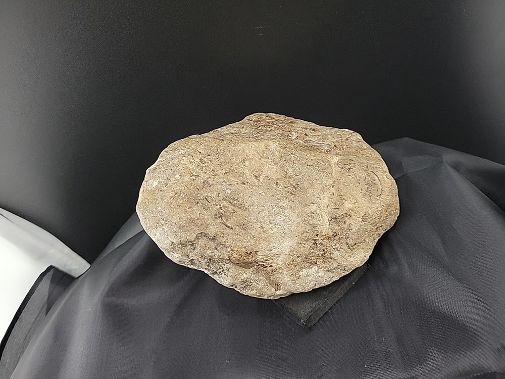 fossilized clam shell