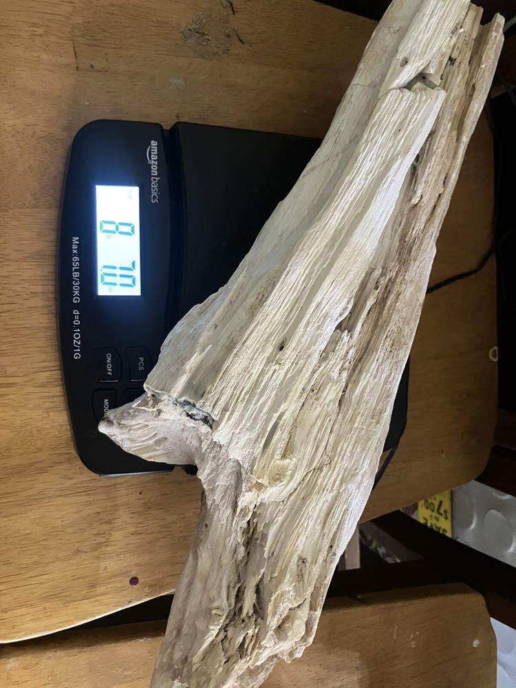 Opalized Petrified Wood Specimen (NM)