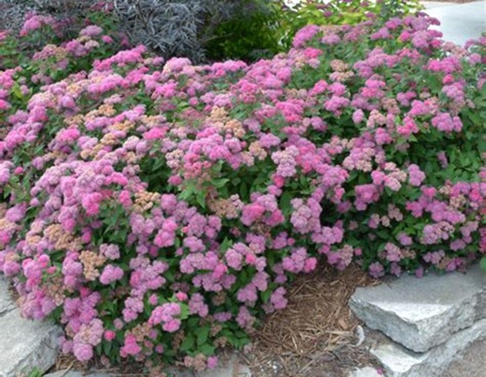 PINK SPIRAEA SHRUB - "MEADOWSWEETS" - 2 PLANTS - LOOK!
