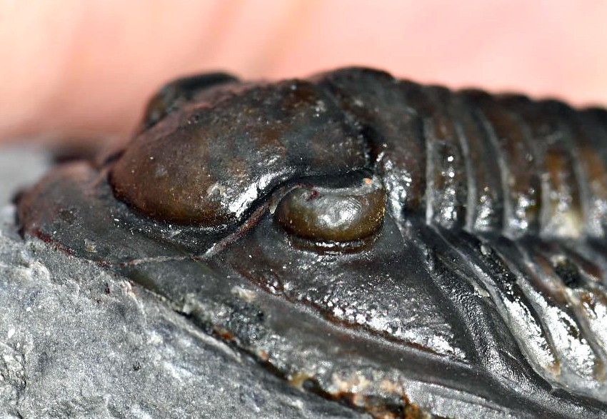 Trilobite Fossil, Cornuproetus cornutus, from Morocco #2