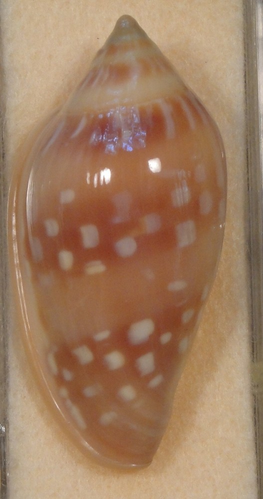 Marginella Psuedosebastiani 53mm