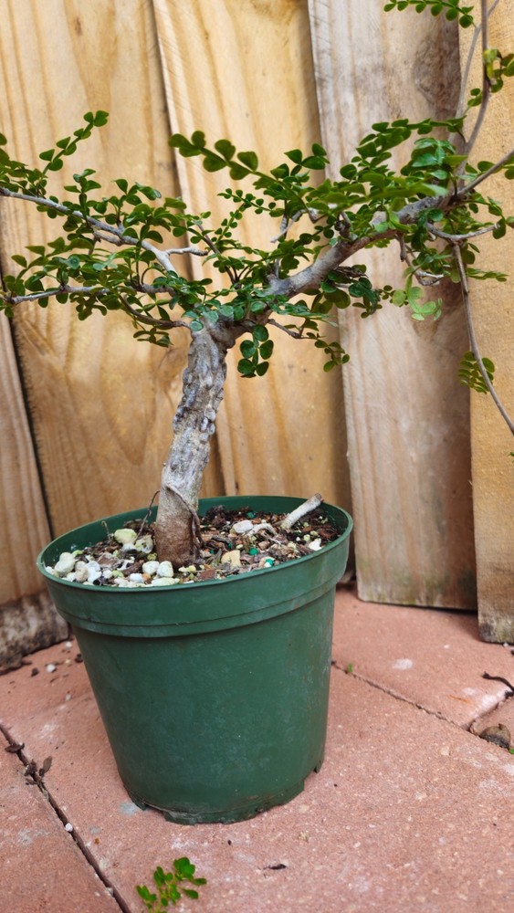LIVE PLANT 1ft Operculicarya decaryi Elephant Tree