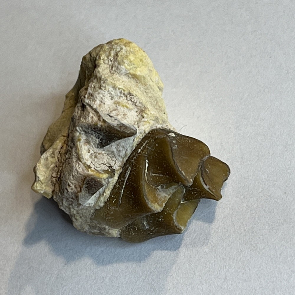 Oriodant Teeth In Jaw Bone #2