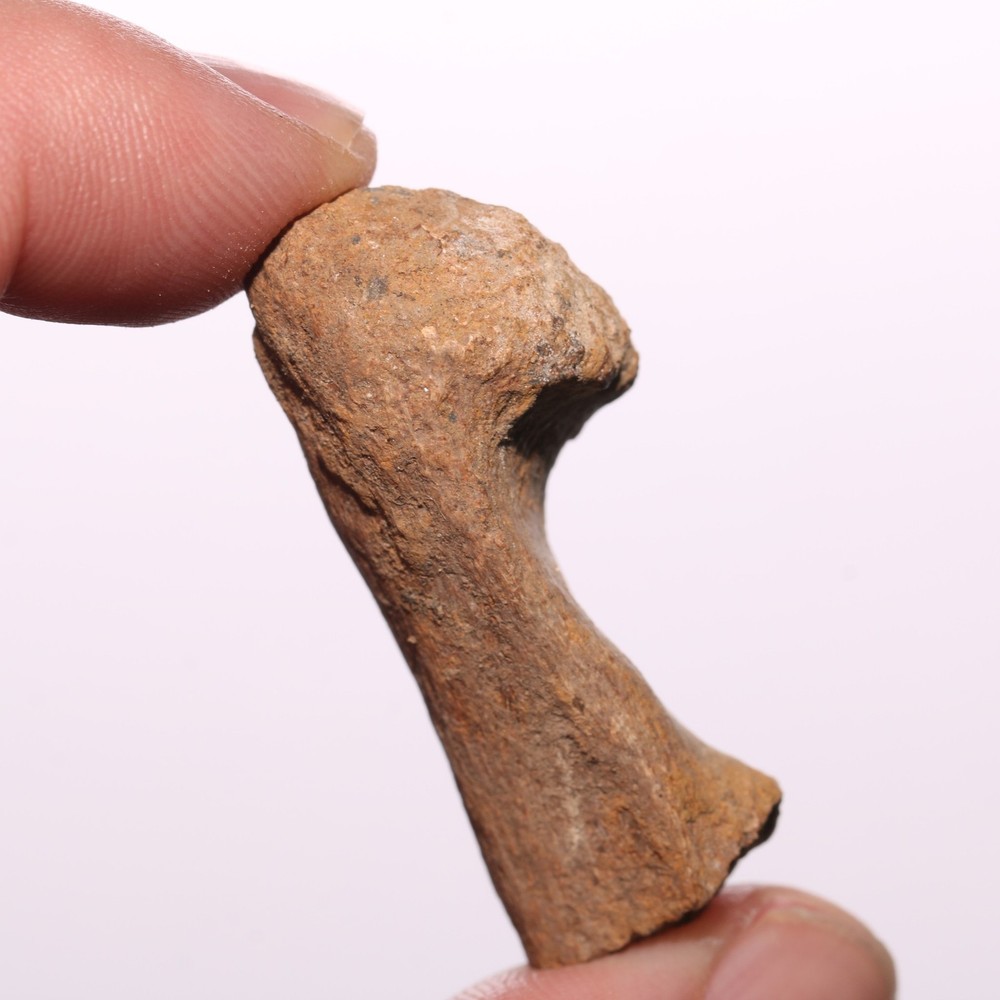 Dinosaur Chevron Bone End Piece - Hell Creek Formation Cretaceous