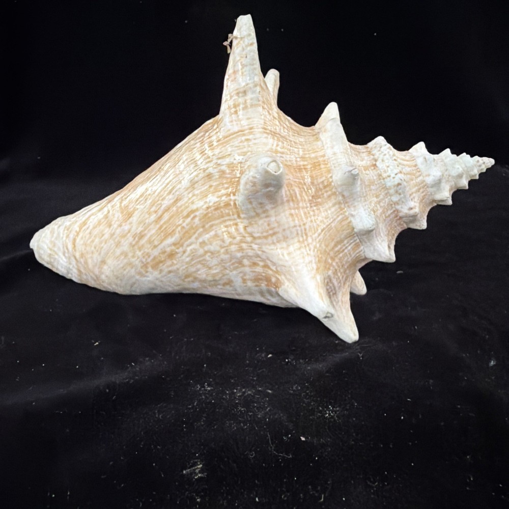 Queen Conch Shell 176.6mm No Collection Data (A666)