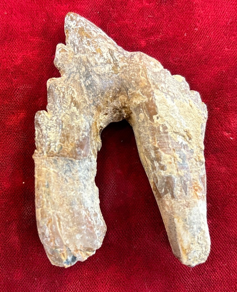 3” Basilosaurus Tooth 40-34 Mil Yrs Old Late Eocene