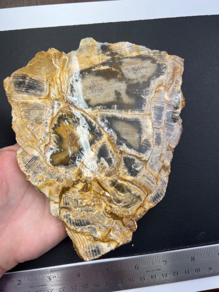 Fossilized wood Opalized slab 388 grams