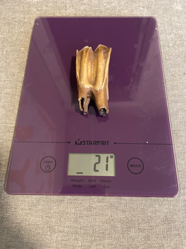 ice age horse tooth