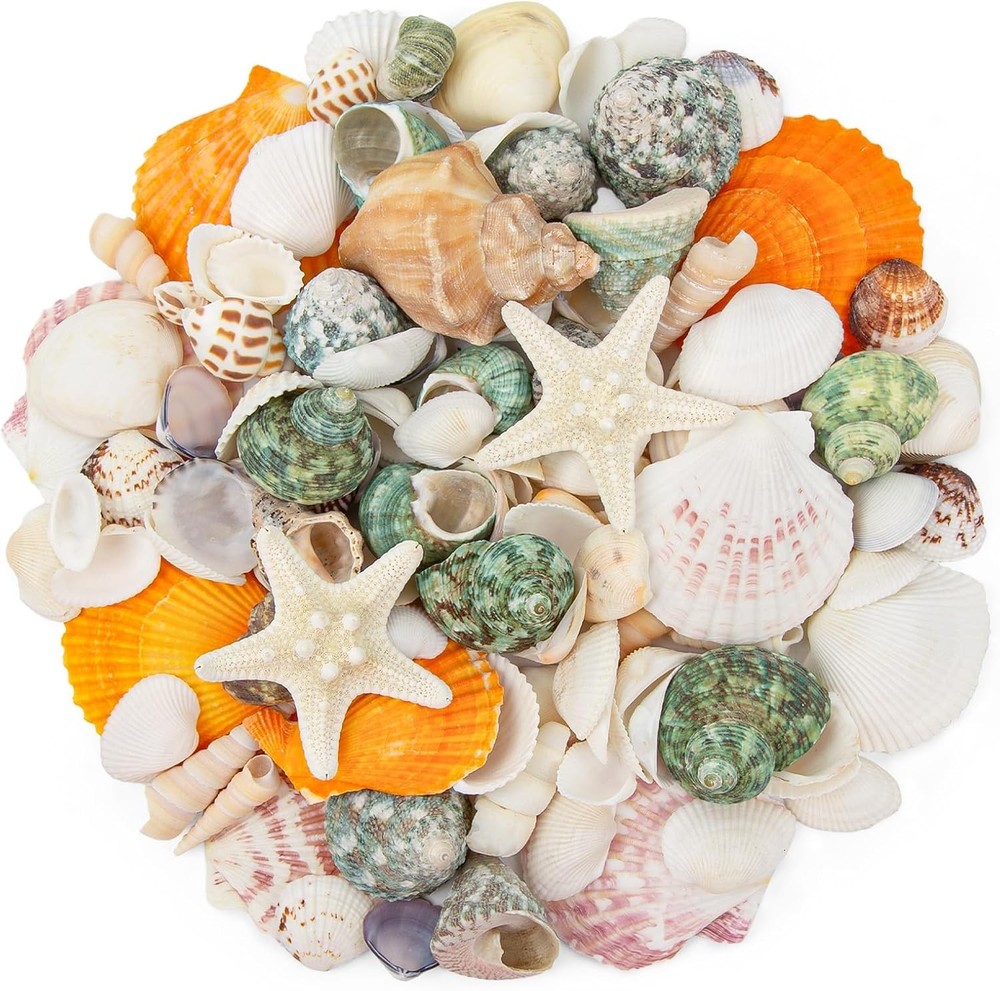 Natural Sea Shell Mixed Ocean Shells Set - 0.8"-2.5" Various Sizes Seashell Conc