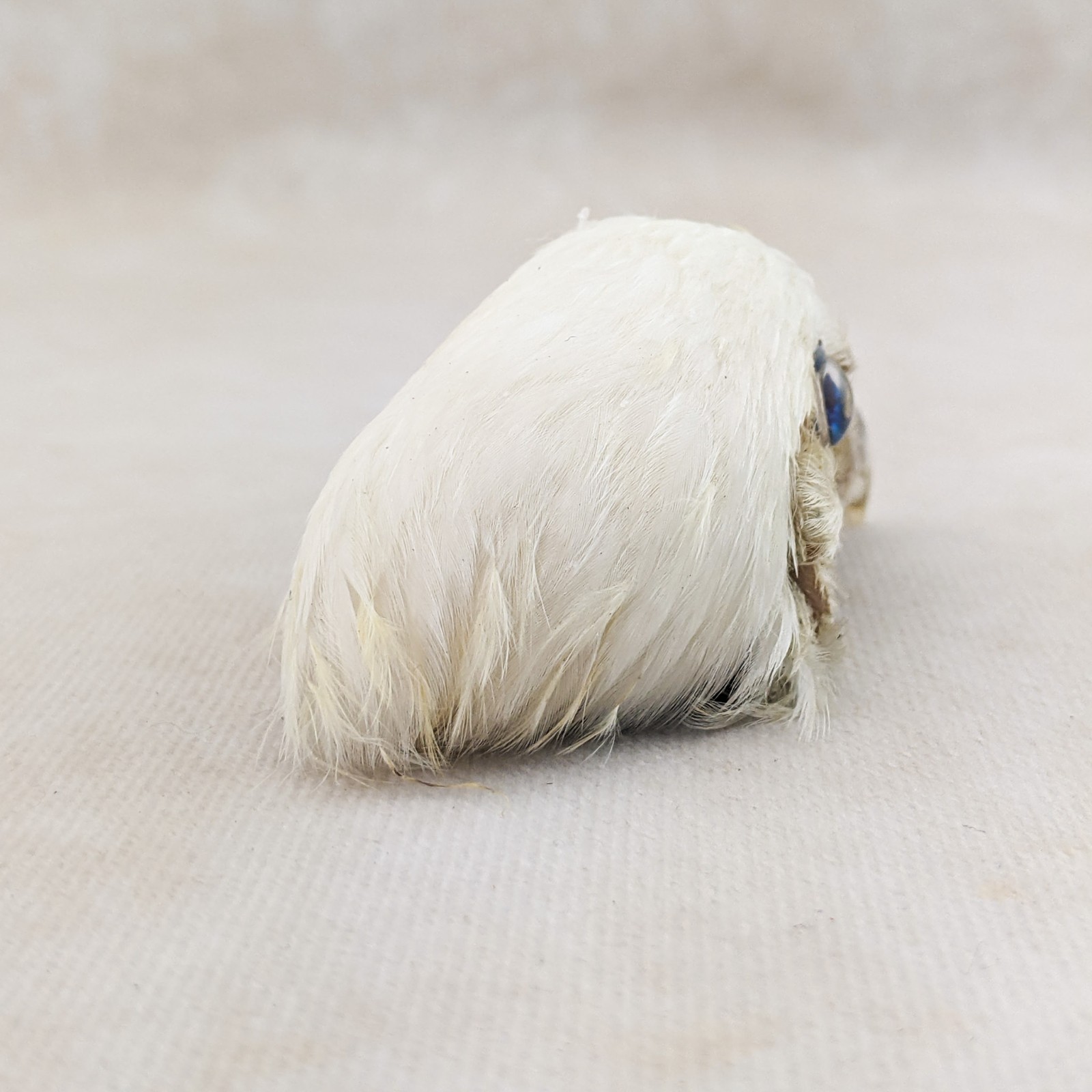 Chicken Rooster head Mount specimen crafts crafting Oddities Curiosities craft