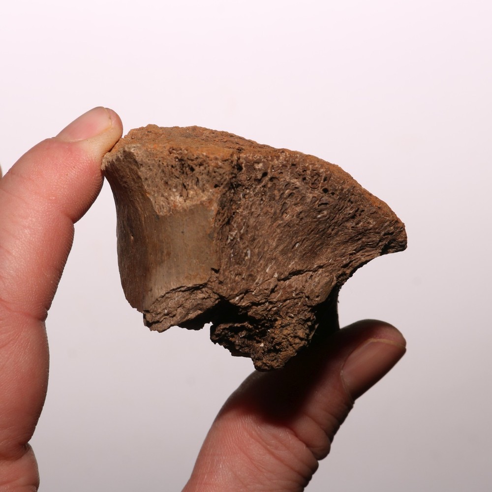 Dinosaur Vertebra Partial - Authentic Fossil - Hell Creek Formation Cretaceous